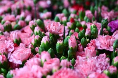 Türkiye'den 2025'te 83 ülkeye çiçek ihracatı yapıldı