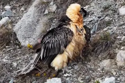 Artvin'de 'Sakallı Akbaba' yeniden doğaya salındı