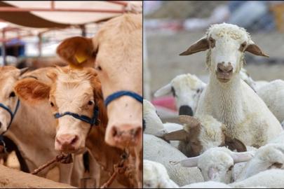 Büyükbaş ve küçükbaş sayısı 2025'te yükseldi