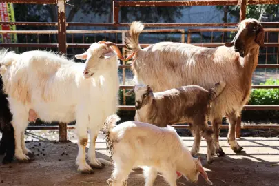 Antalya'da ücretsiz parazit uygulaması üreticinin yüzünü güldürdü