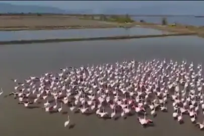 Aydın Söke’de flamingolar ve yaban kuşları için doğaya yardım