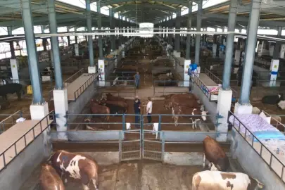 İnegöl Belediyesi hayvan pazarının kotra ihale tarihi belli oldu