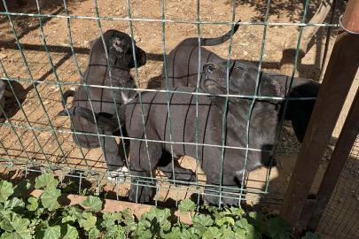 Kulakları kesilen yavru köpeklerin 30-40 bin liraya satıldığını söyleyerek şikayetçi oldu