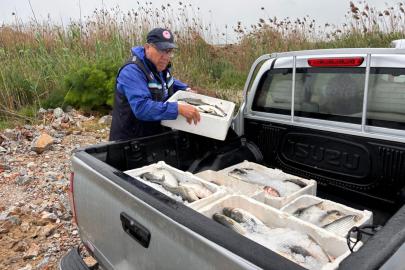 Muğla'da kaçak avlanan 80 kilogram kefal balığına el konuldu