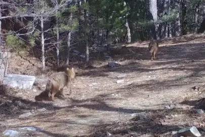 Ormanda altın çakallar fotokapana yansıdı
