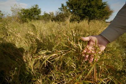 ABD'de tarım alanlarında istilacı tür alarmı
