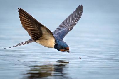 Antalya'da 3 günde 120'nin üzerinde kuş türü gözlemlendi