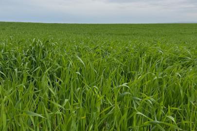 Batman'da buğday tarlalarında kök çürüklüğü ve yatma riski artıyor