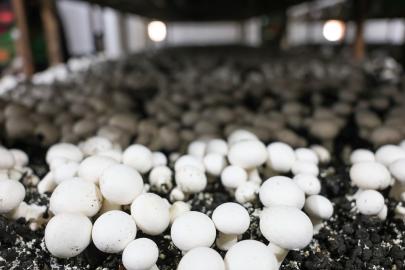 Dünya kayısı başkenti Malatya'da mantar üretimi dikkat çekiyor