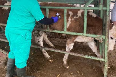 Konya Beyşehir’de hayvan sağlığı denetimleri artırıldı