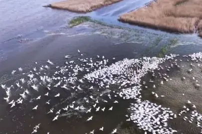 Kuşcenneti'nde görsel şölen... Yüzlerce Tepeli Pelikan aynı anda suya indi