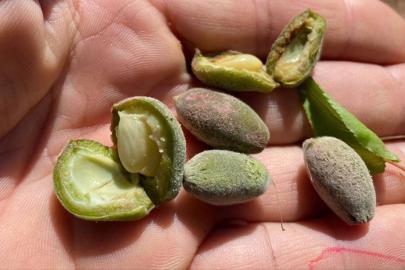 Malatya'da dolu kayısıyı vurdu, hasar tespiti başlayacak