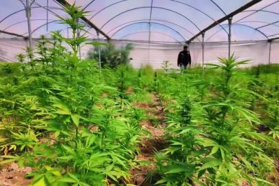 Mersin Tarsus’ta serada 5 bin 560 kök kenevir ele geçirildi