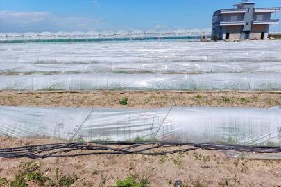 Tarım ve Orman Bakanlığından, bir çiftçinin satamadığı kıvırcıkların koyunlara yem edildiği iddialarına yalanlama