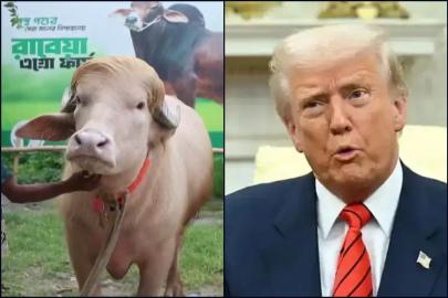 Bangladeş’te "Donald Trump" adı verilen manda viral oldu
