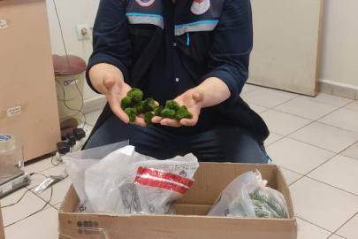 Kapıkule Sınır Kapısı'nda 2 bin canlı yeşil alg ele geçirildi