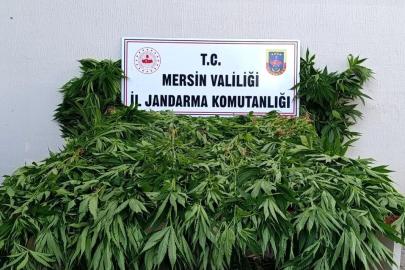 Ormanda kenevir yetiştirenlere suçüstü operasyon: 2 tutuklama