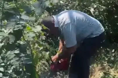 Fındık üreticisi isyan etti, bahçesindeki ağaçları kesti!